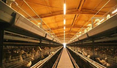 華英農業榮獲首批國家級農業高質量發展標準化示范基地稱號，畜牧漁業飼料銷售邁向新篇章